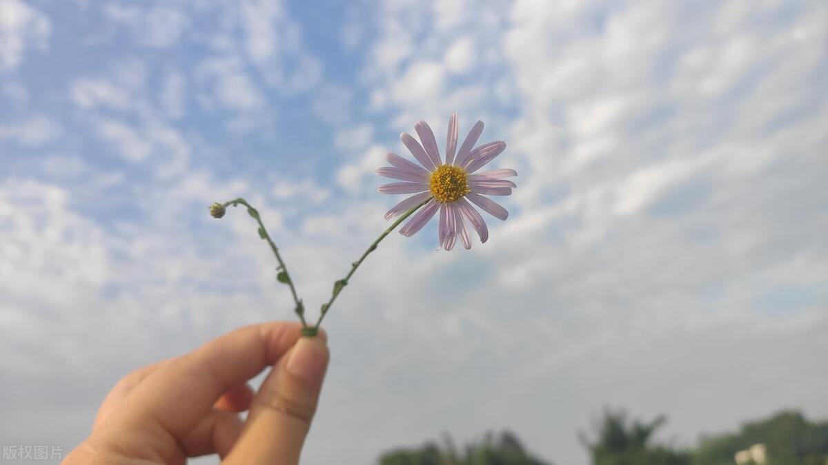 离别花开出花_离别花开出原唱_离别开出花